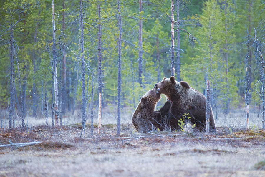 Alaska, la dernière frontière