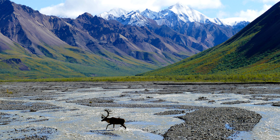 Journée étape à Denali