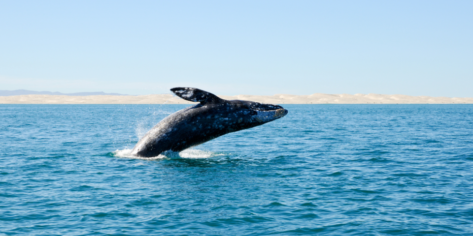 Guerrero Negro (320 km)