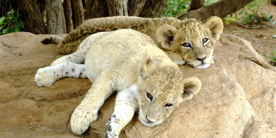 Kruger Park (240 km)