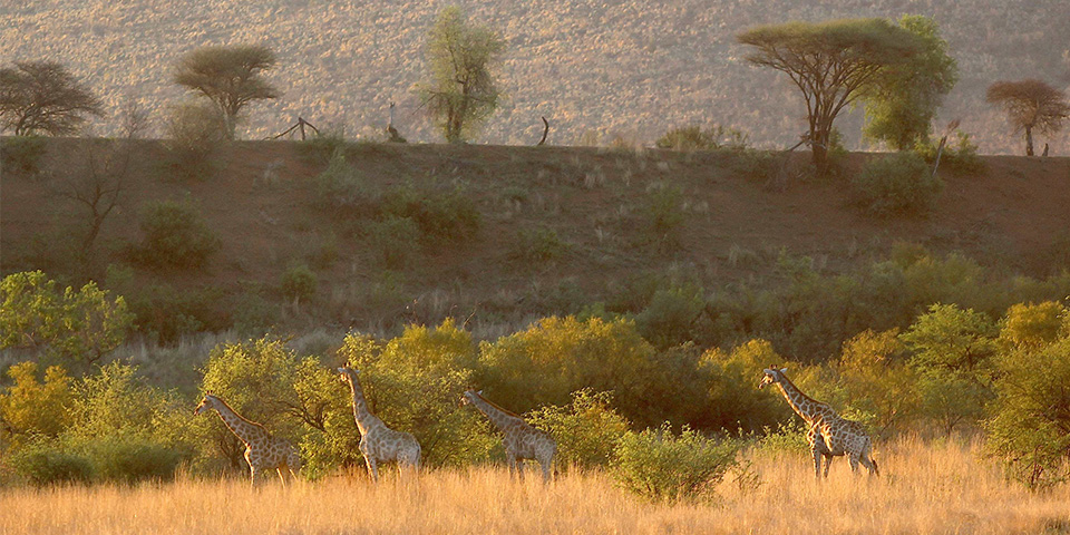 Pilanesberg (470 km)