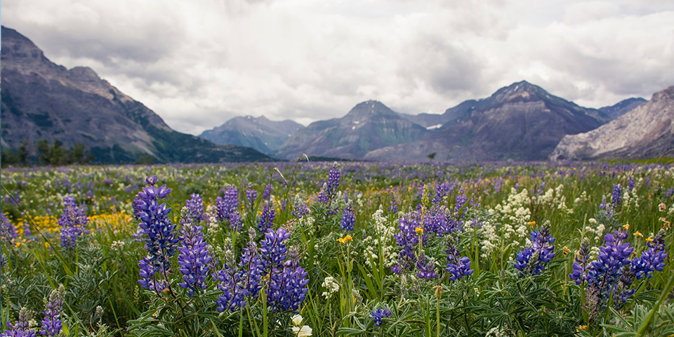 Waterton