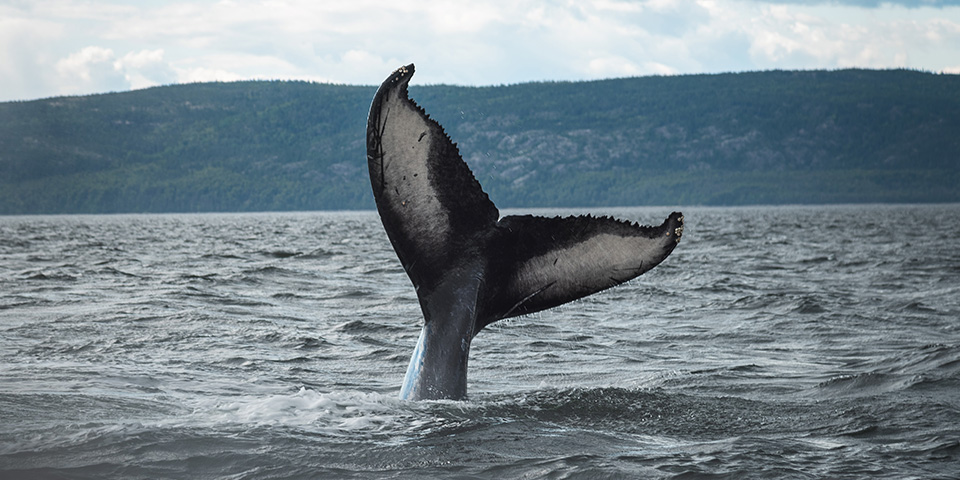 Port Hardy (230 km)