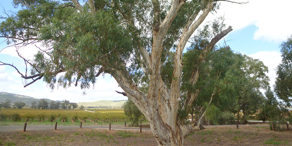 Port Augusta (319 km)