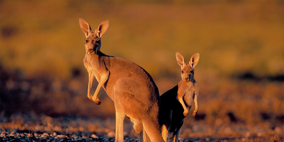 Mount Isa (644 km)