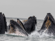 Baleine Monterey